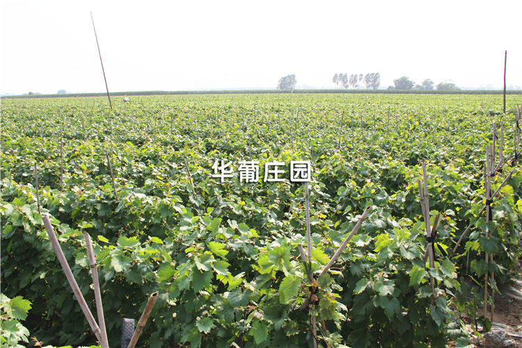 JMLP3-(50T-200T)大噸位精密四柱液壓裁斷機 JMLP3-(50T-200T)大噸位精密四柱液壓裁斷機